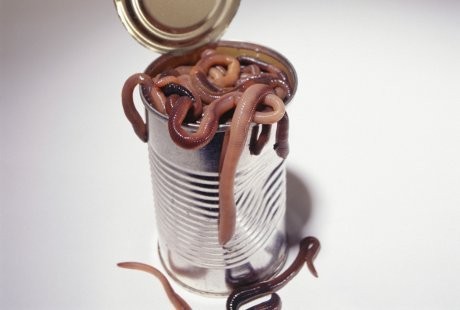 Kasus-kasus Cacingan yang Bikin Merinding, Cacing di Mata hingga Otak