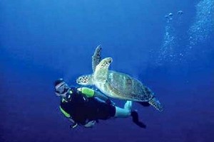 Ada Surga di Bawah Laut Banda