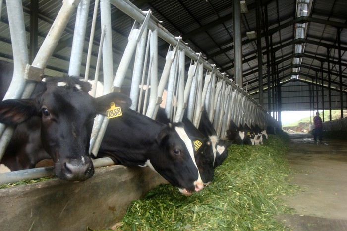 BUMN RNI Ajukan Impor 120.000 Sapi untuk Tahun Depan