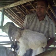 Perut Kambing Dicat Merah Agar Selamat