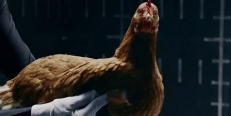 Suspensi Mercy Lenturnya Seperti Leher Ayam