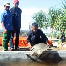 Menengok Penangkaran Penyu di Pacitan
