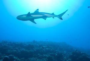 Antibodi dalam Darah Ikan Pemangsa Ini Diklaim Bisa Jinakkan Kanker Payudara
