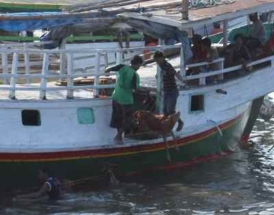 Jadi Temuan Inspektorat, Kalbut Segera Usulkan Ulang Dermaga Khusus Ternak