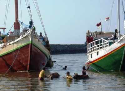 Tak Ada Dermaga, Bongkar Muat Sapi-sapi Dipaksa Berenang