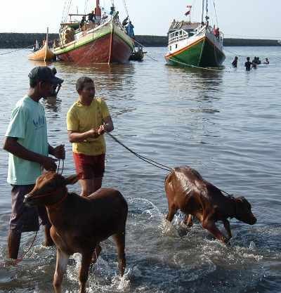 Ternak Sapi Berenang di Pelabuhan Kalbut Sering Pingsan