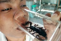 Seorang pria Thailand sedang minum segelas anggur beras dengan kalajengking, di desa Baan Niyomchai di provinsi Lopburi, sekitar 250 km utara Bangkok. (Foto: Reuters)
