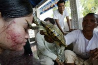 Seorang pria memegang terrapin, yang sentuhannya diyakini bisa menyembuhkan rematik dan penyakit tubuh lainnya. Pengobatan ini masih banyak dilakukan oleh warga desa di provinsi Kandal, 20km barat Phnom Penh. (Foto: Reuters)