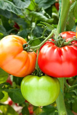 Makan Bayam dan Bawang Putih Agar Tak Mudah Kena Flu