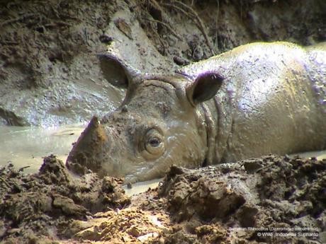 Mitos Obat Kuat Bikin Badak di Ambang Punah