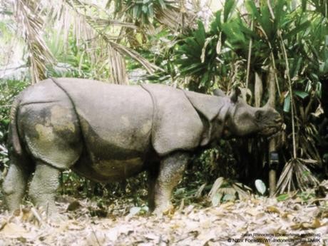 Indonesia Cegah Permintaan Badak oleh Amerika