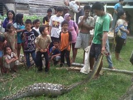 Ular Ular Yang Memangsa Hewan Yang Berukuran Lebih Besar Halaman 5