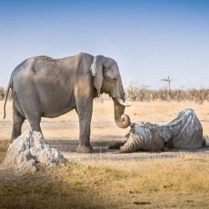 Mengharukan! Gajah Betina Lepas Kepergian Gajah Lain yang Mati