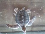 Penyu-penyu Gili Trawangan yang Menggemaskan