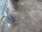 Penyu-penyu Gili Trawangan yang Menggemaskan