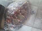 Penyu-penyu Gili Trawangan yang Menggemaskan