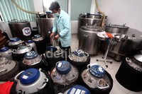 Ekspor pertama sperma beku sapi dari Indonesia dilakukan pada 2006. Saat itu yang diekspor adalah produksi Balai Besar Inseminasi Buatan di Singosari, Malang. Kepala Pemasaran Balai Besar di Singosari, Jack Pujianto, mengatakan, mereka mengirim 3.000 dosis.