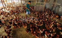 Harga jual ayam potong broiler sudah mencapai Rp 38.000/kg.