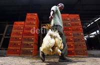 Kenaikan harga daging ayam dipicu naiknya harga bibit ayam alias day old chicken (DOC) broiler. Penyebab utama kenaikan harga DOC disebut-sebut karena pelemahan nilai tukar rupiah terhadap dolar Amerika.