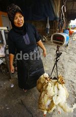 Harga Ayam Meroket