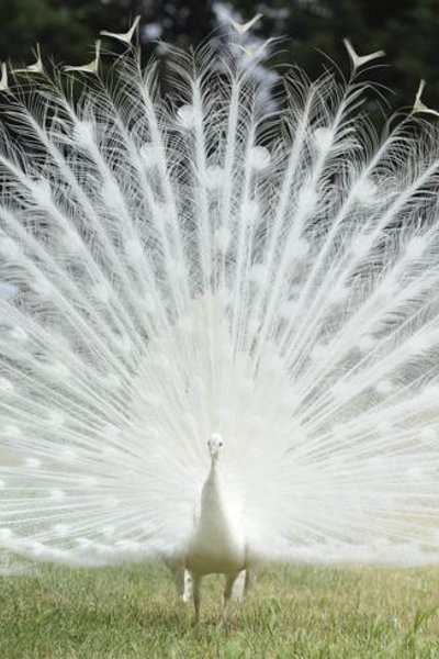 Aneka Hewan Albino Super Langka