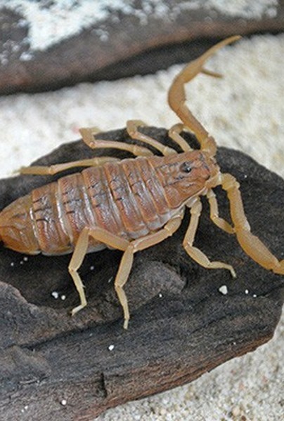 Hati-hati! 5 Tempat Ini Punya Hewan Kecil yang Mematikan