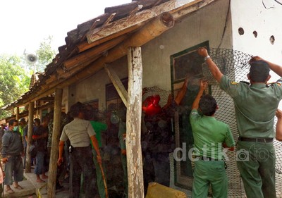 Masuk Perkampungan, Macan Kumbang Ditembak