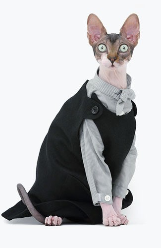 Foto: Ketika Kucing Jadi Model Kalender dan Tampil Fashionable