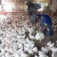 Peternak Tuding Pedagang Jadi Penyebab Harga Daging Ayam Melonjak
