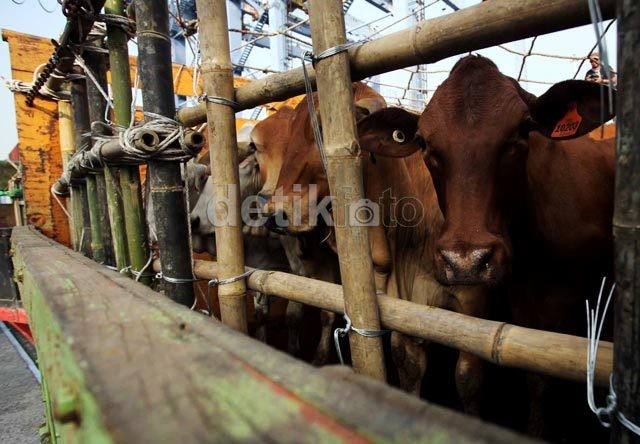 Kementan: 46.000 Ekor Sapi Impor Siap Masuk RI