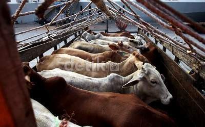 Soekarwo Jamin Stok Sapi di Jatim Aman