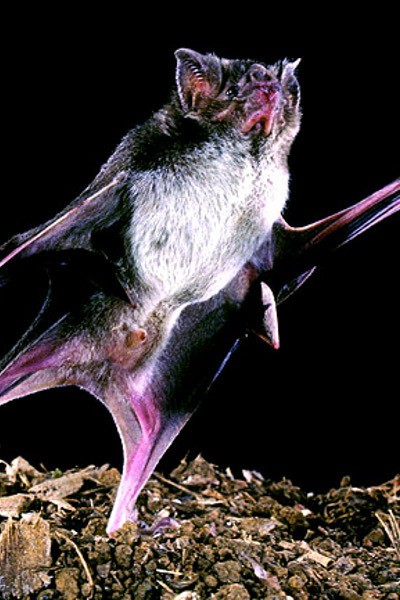 Seram! 7 Hewan Vampir di Seluruh Dunia