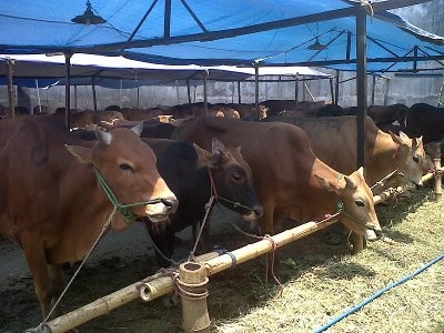 Harga Hewan Kurban Melonjak Jelang Idul Adha