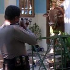Hendak Disembelih, Sapi Brahman Jantan Milik Warga Ponorogo Ngamuk
