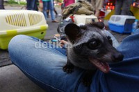 Komunitas Pecinta Musang ini rutin melakukan pertemuan setiap minggu untuk melakukan sharing dan berbagi ilmu.