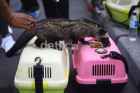 Komunitas Pecinta Musang ini rutin melakukan pertemuan setiap minggu untuk melakukan sharing dan berbagi ilmu.