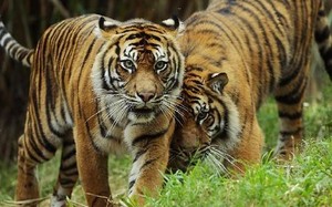 Duh, Macan Serang Petugas Kebun Binatang di AS