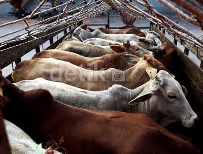 348 Ribu Ekor Sapi dan Kambing Siap Disembelih Saat Idul Kurban