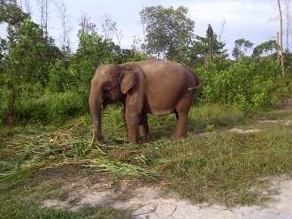 Gajah Liar di Riau Rusak Kebun Sawit Milik Warga
