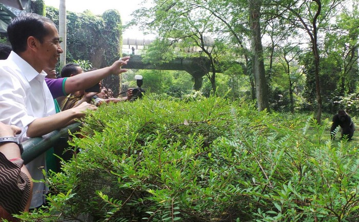 Jokowi Ingin Alokasikan Dana Rp 500 Miliar untuk Ragunan