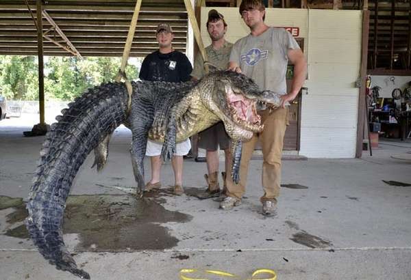 Astaga! Beruang dan Buaya Masuk Pemukiman Penduduk di Riau