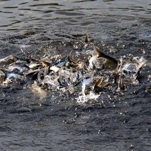Punya Banyak Ikan Patin, Tapi RI Ketergantungan Impor dari Thailand