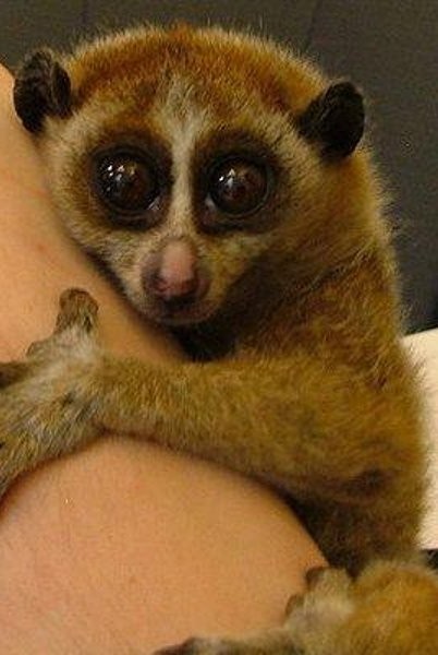 6 Tempat Ini Punya Hewan Lucu Tapi Mematikan!