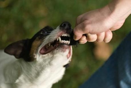 Sekarat, Bayi Ini Tularkan Rabies dengan Gigit Ayah dan Kakaknya