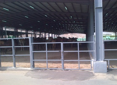 Bertandang Ke Rumah Pemotongan Hewan Modern Di Muaishim