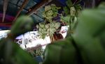 Berkah Penjual Ketupat Musiman