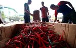 Kemendag Atur Harga Cabai