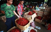 Peraturan ini tercantum dalam Keputusan Direktur Jenderal Dalam Negeri selaku Ketua Tim Teknis Pemantau Harga Produk Hortikultura Nomor 118/PDN/KEP/10/2013 tentang Penetapan Harga Referensi Produk Hortikultura.