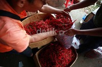 Peraturan ini merupakan kelanjutan dari Peraturan Menteri Perdagangan No. 47/M-DAG/PER/8/2013 tentang Perubahan Atas Peraturan Menteri Perdagangan No. 16/M-DAG/PER/6/2013 tentang Ketentuan Impor Produk Hortikultura. Peraturan ini dikeluarkan dan diberlakukan tanggal 3 Oktober 2013.