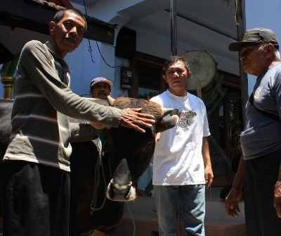 Tukang Becak di Pasuruan Berkurban Sapi Setelah Menabung 5 Tahun